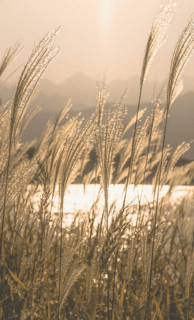 농촌의 갈대와 햇빛